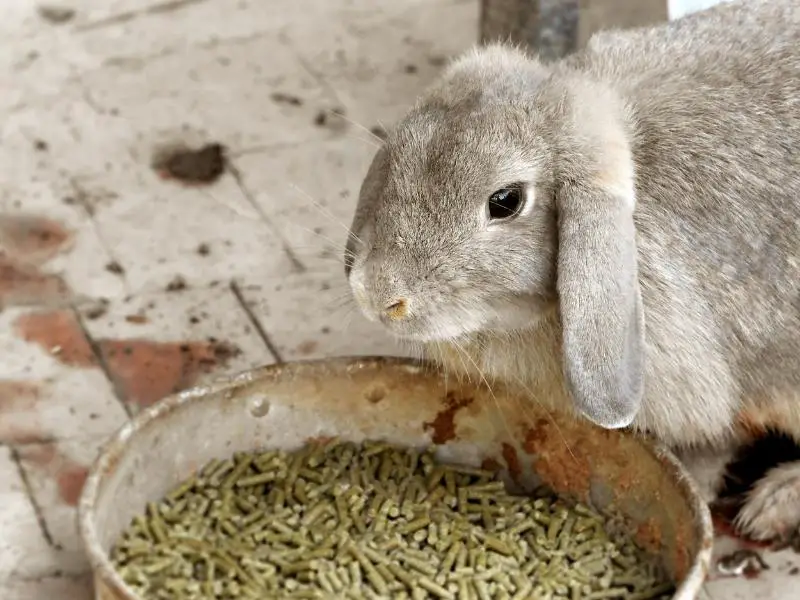 Benefits of Feeding Oranges to Rabbits