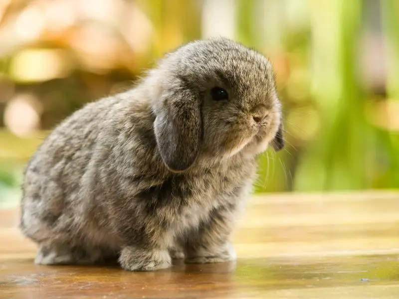 Benefits of Feeding Spinach to Rabbits