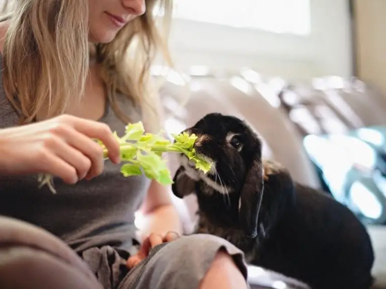 Can Rabbits Eat Celery? Rabbit Guide 2024 - Rabbit Insider