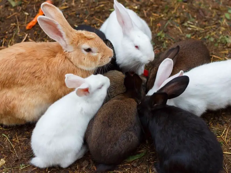 Risks of Feeding Rabbits Too Many Cucumbers 