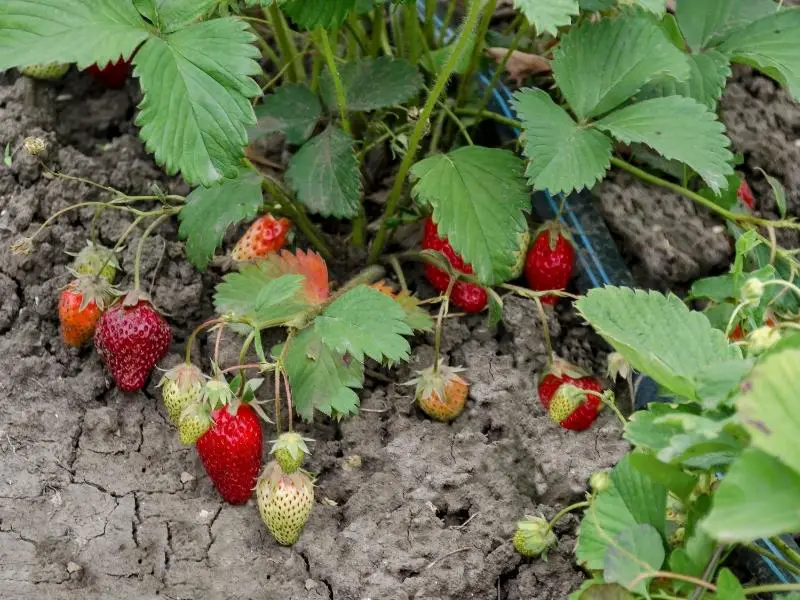 Can Rabbits Eat Strawberries? Rabbit Guide 2024 Rabbit Insider