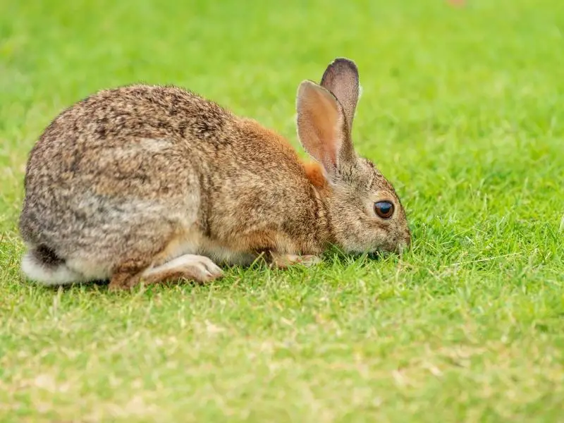 Risks of Feeding Too Many Tomatoes for Rabbits