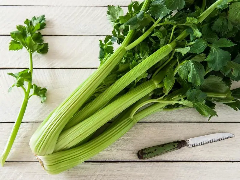 Risks of Feeding Too Much Celery to Rabbits