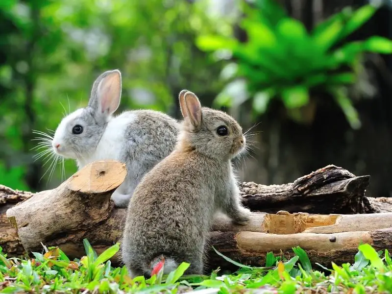 Risks of Feeding a Rabbit Too Many Grapes