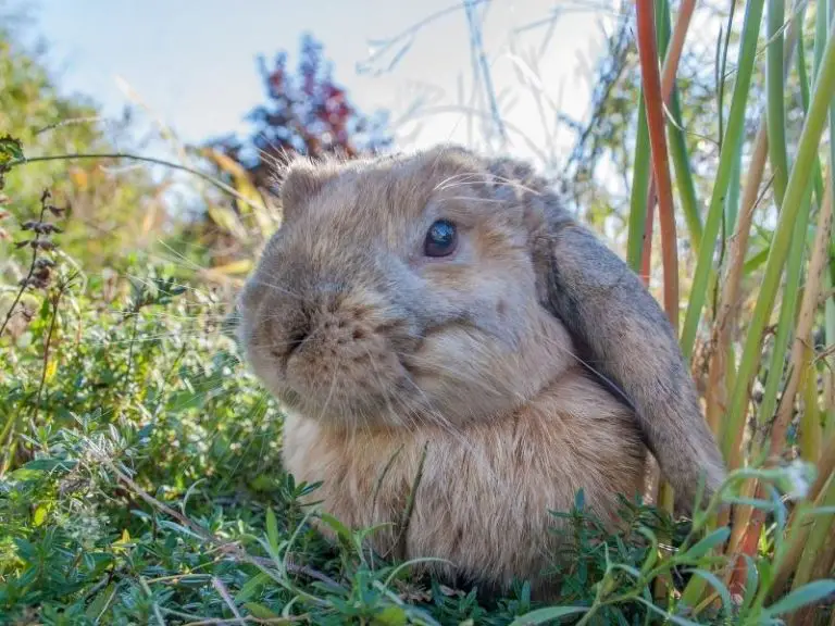 How Big Do Dwarf Rabbits Get? Rabbit Guide 2024 - Rabbit Insider