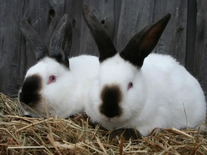 Best Meat Rabbit Breeds