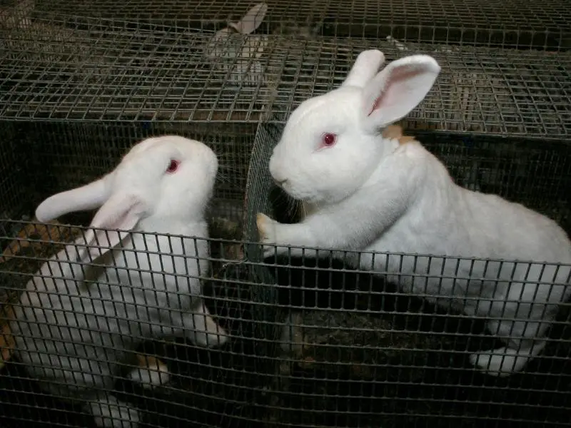 Different Ways of How Rabbits Communicate