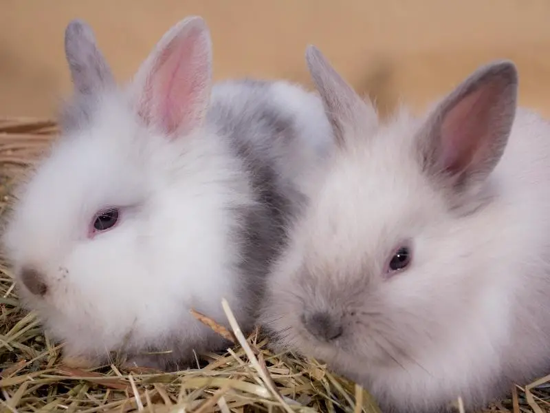 How Big Do Dwarf Rabbits Get