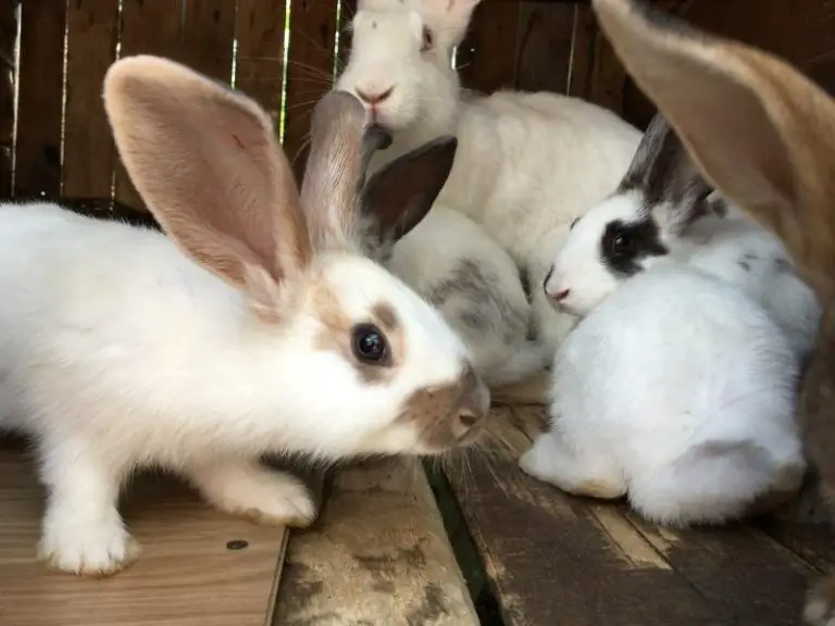 How do rabbits communicate rabbit guide 2024 rabbit insider