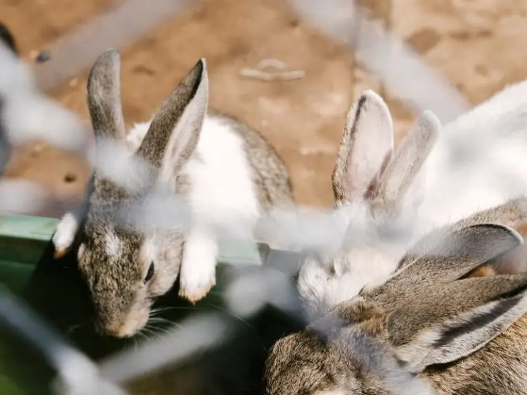 how-do-rabbits-drink-water-rabbit-guide-2023-rabbit-insider