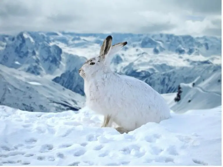 How Do Rabbits Survive Winter? Rabbit Guide 2024 - Rabbit Insider