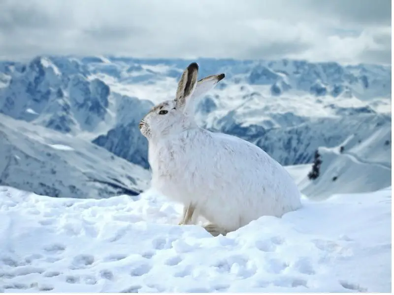 How Do Rabbits Keep Warm in Winter