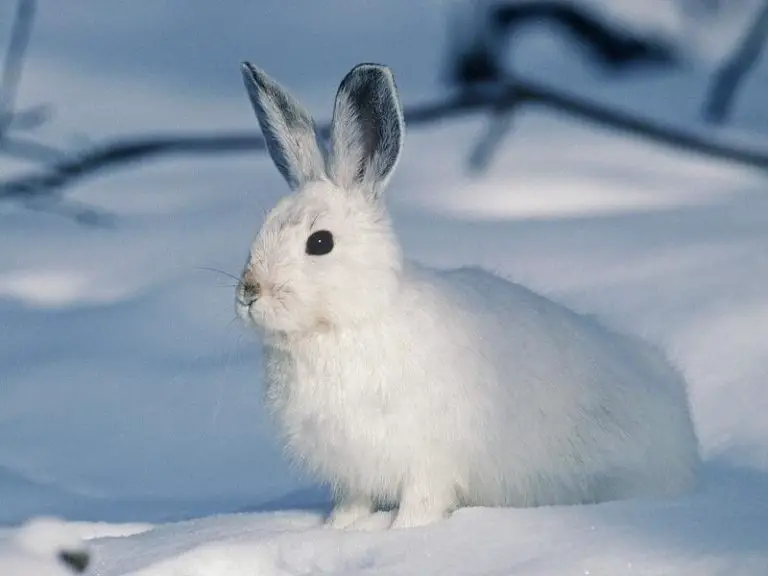 How Do Rabbits Survive Winter? Rabbit Guide 2024 - Rabbit Insider