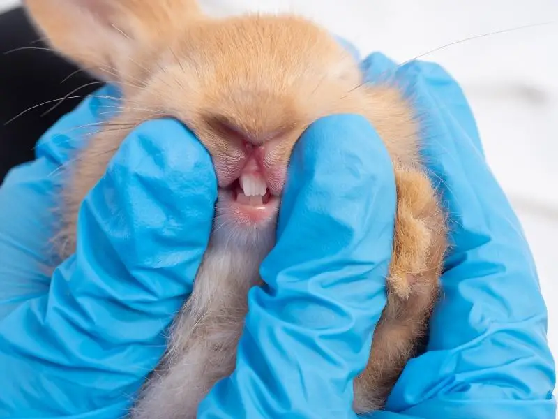 How Often Do Rabbits Need Their Teeth Trimmed