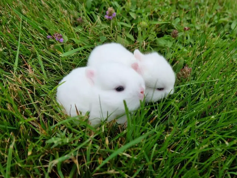 How to Take Care of Baby Rabbits