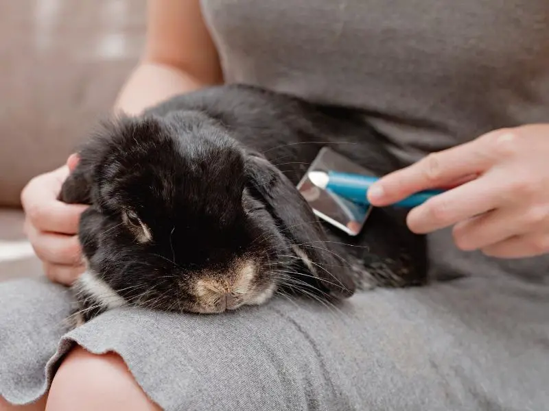 Pros and Cons of Bathing Your Rabbit