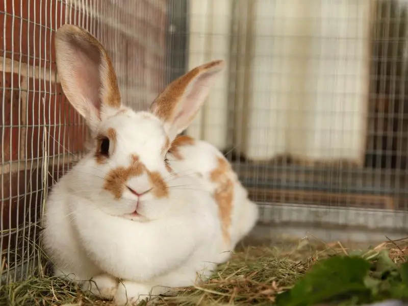 Signs That Your Rabbit Is Pregnant