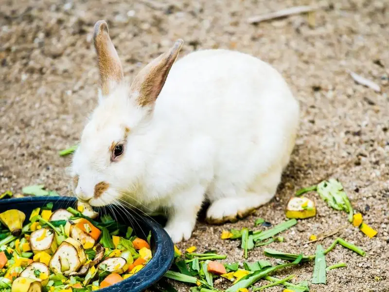 What Is a Well-Balanced Diet for a Rabbit