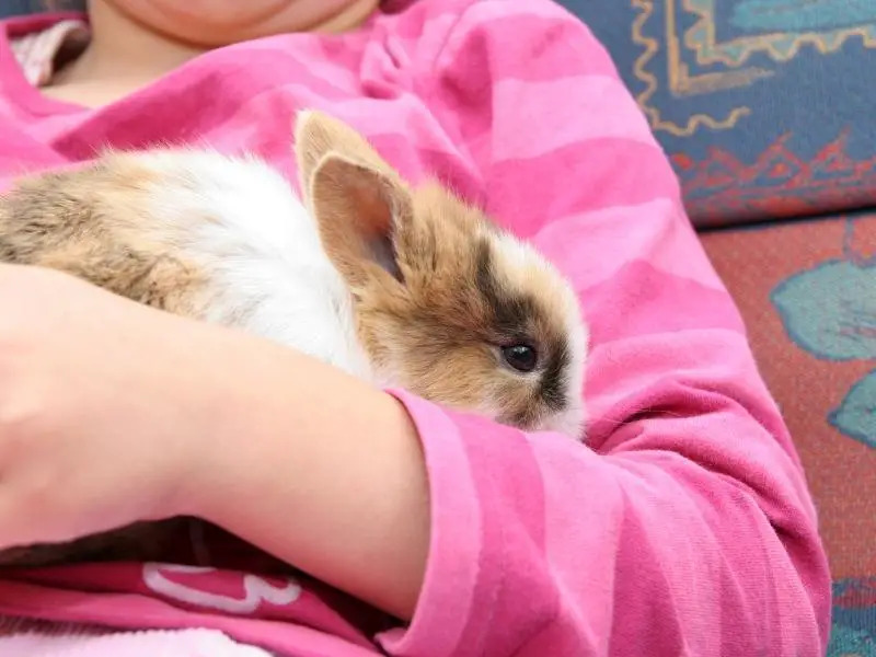 Do Bunnies Like to Cuddle