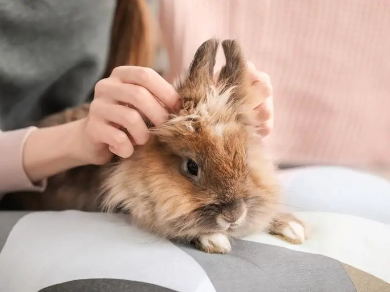 Do Female Bunnies Bleed in Heat