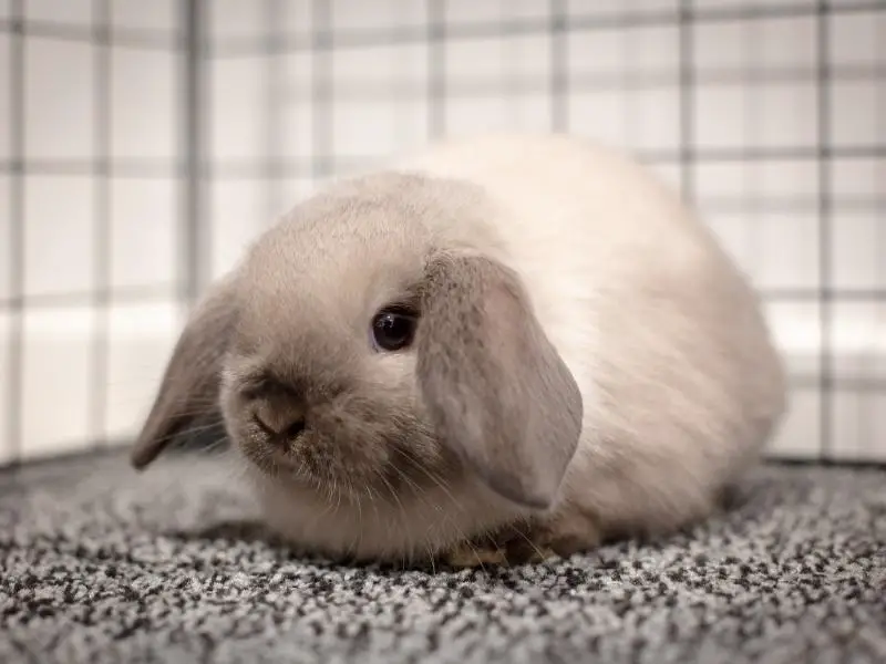 Factors That Could Affect Life Expectancy of Mini Lop Rabbits