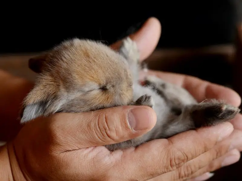 How to Prevent Rabbits From Eating Their Babies