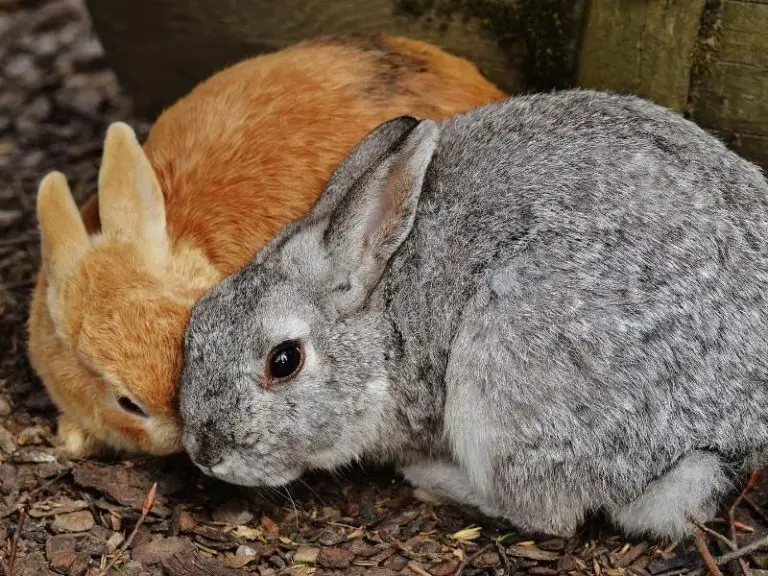 how the rabbit population changed over the course of 10 years