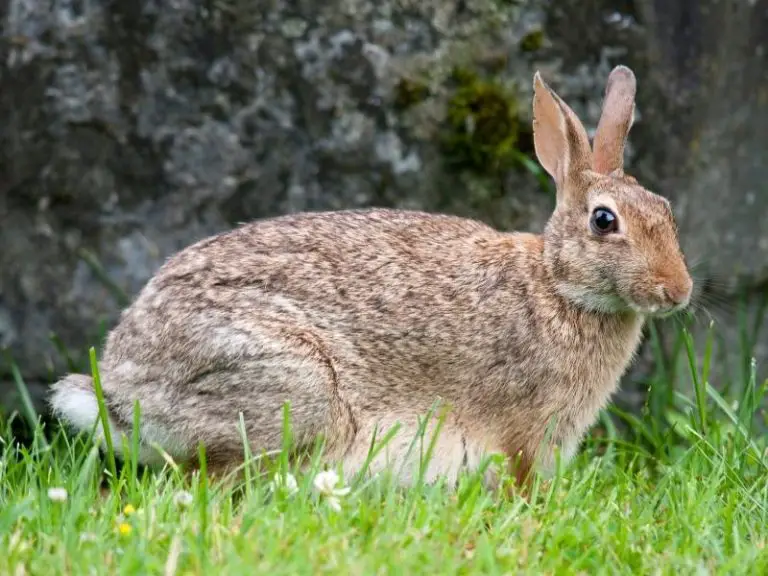 rabbit-years-to-human-years-rabbit-guide-2024-rabbit-insider