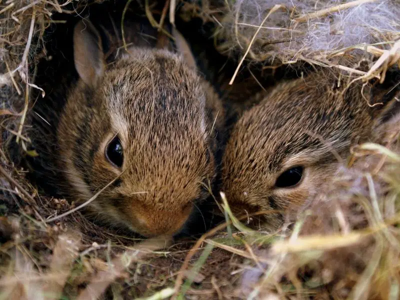Signs That Your Bunnies Are Ready to Leave the Nest