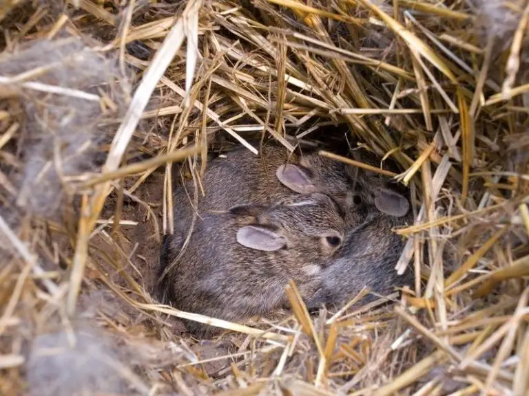 When Do Baby Bunnies Leave the Nest? Rabbit Guide 2024 - Rabbit Insider