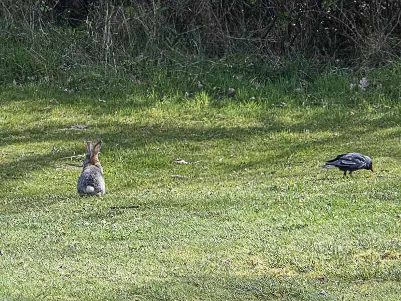 Are Rabbits Easy to Catch by Crows