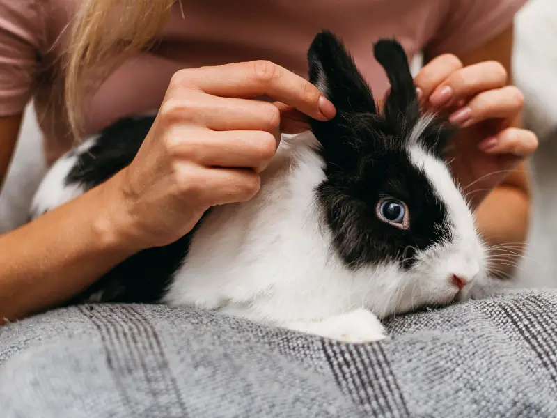 How Can I Stop My Rabbit From Peeing on Me