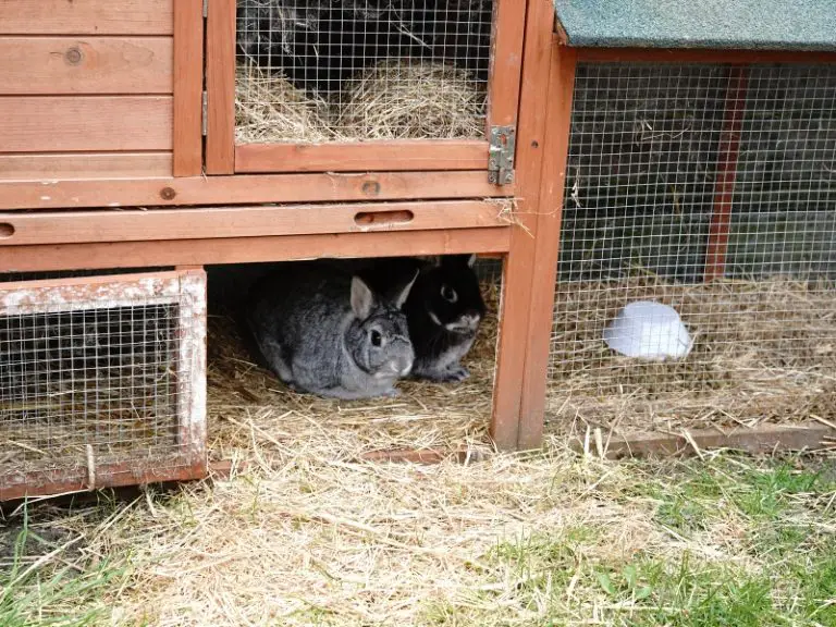 rabbit-poop-in-the-yard-rabbit-guide-2023-rabbit-insider