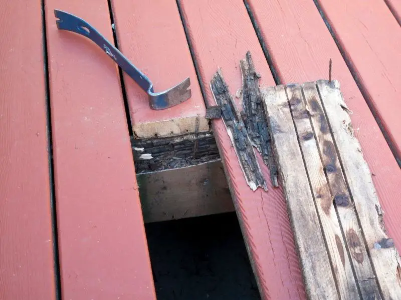 How to Get Rid of Rabbits Under the Deck