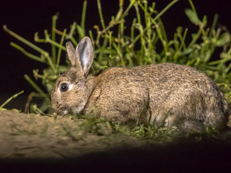 How to Protect Your Rabbit From Predators at Night