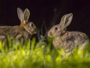 What Kills Rabbits at Night