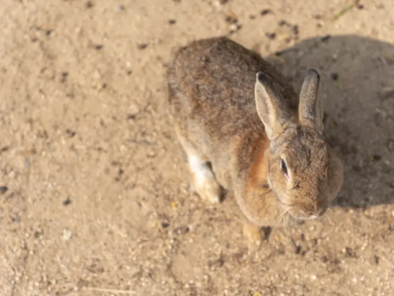 What Will Happen to Your Pet Rabbit If Released in the Wild