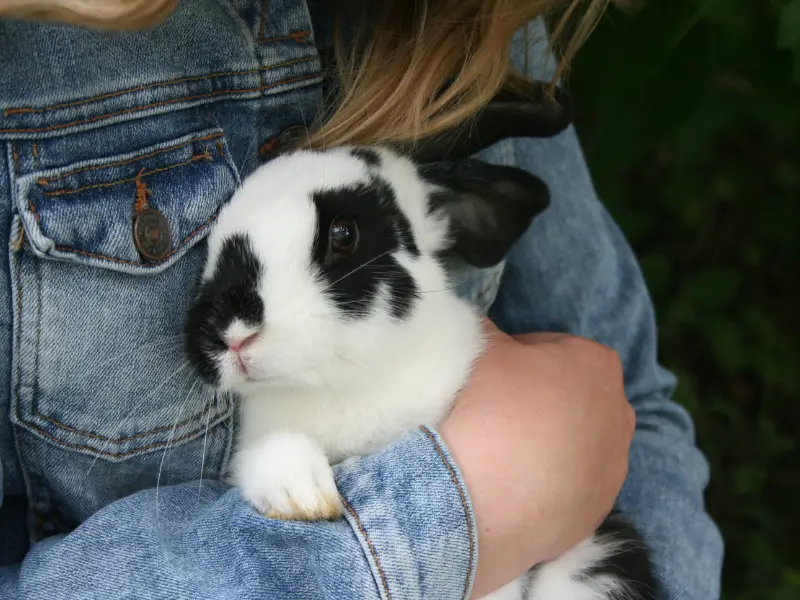 Affectionate Rabbit Breeds