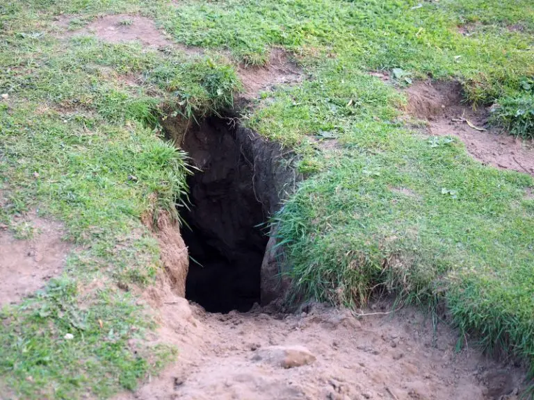 Do Rabbits Live in Holes? - Rabbit Insider