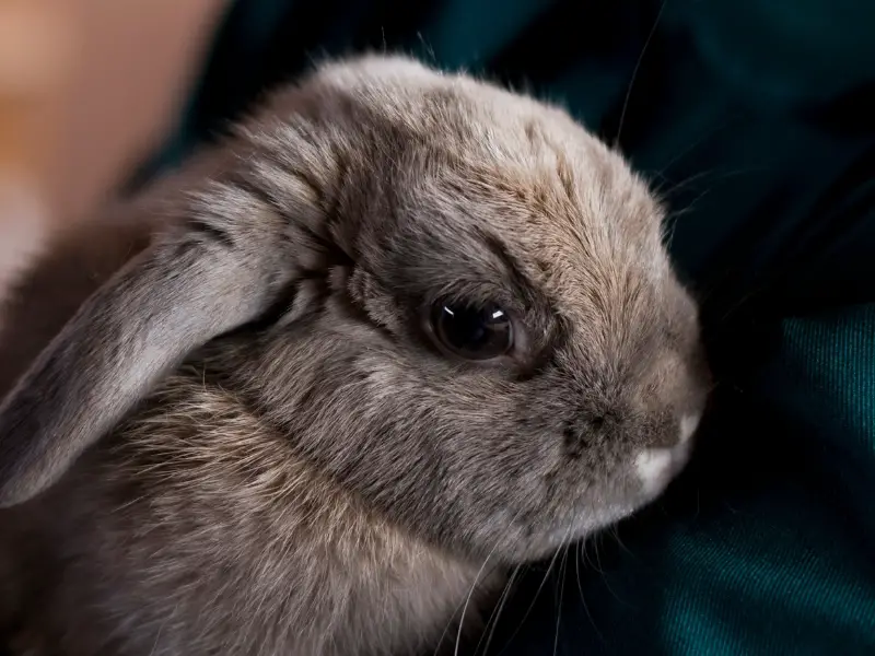 How Do Rabbits Say Sorry