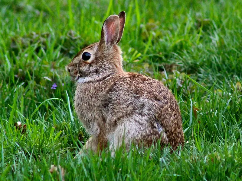 How Do You Tell if a Rabbit Is Territorial