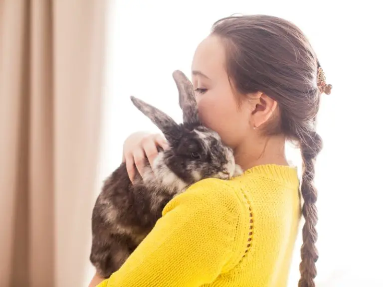 Most Affectionate Rabbit Breeds - Rabbit Guide 2024 - Rabbit Insider