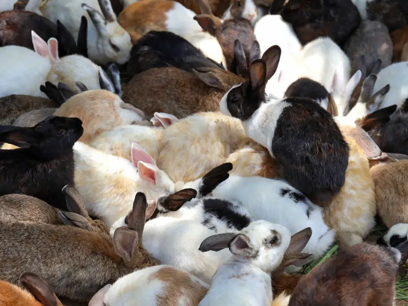 Rabbit Food Chain