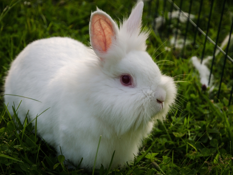Tips on How to Help a Rabbit Grow Fully
