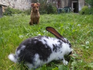 Rabbit Food Chain Biology Diagrams