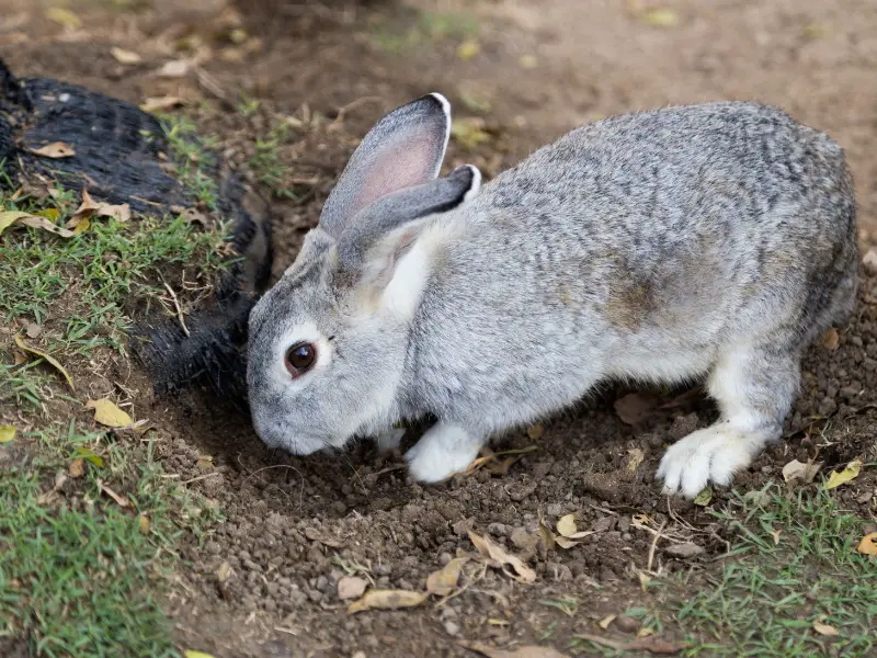 Why Do Rabbits Dig Holes