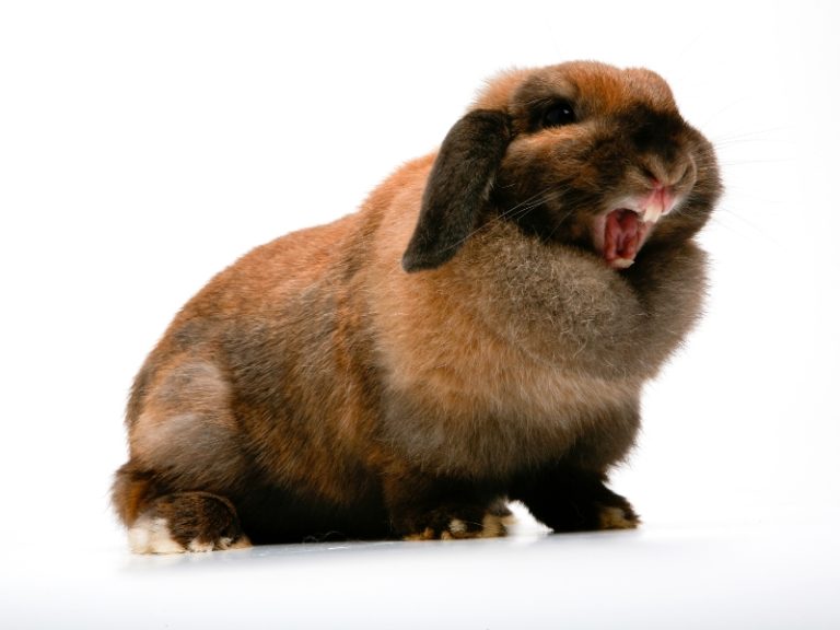 Do Rabbits Growl? Rabbit Guide 2024 - Rabbit Insider