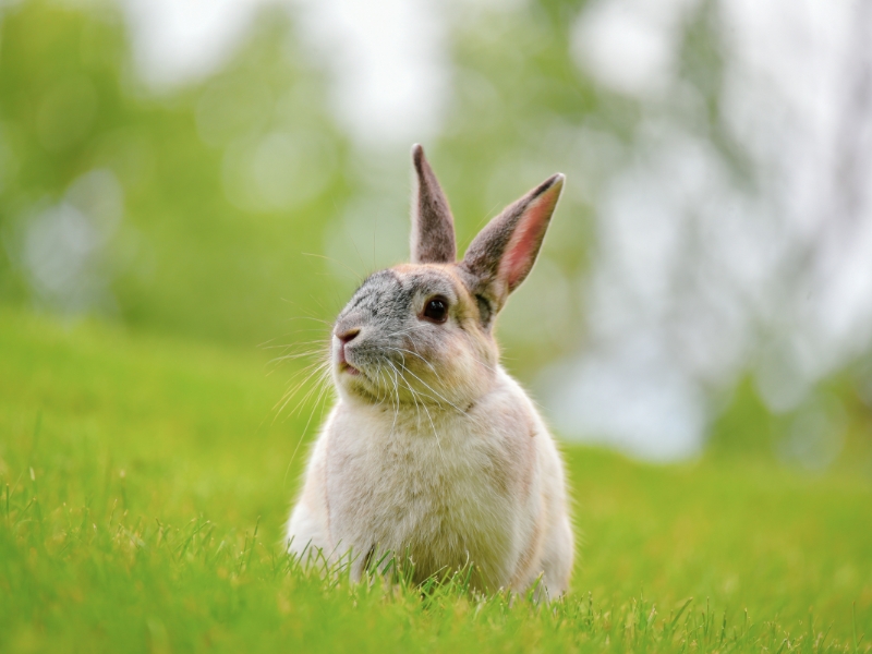 Reasons Why Your Rabbit Growls