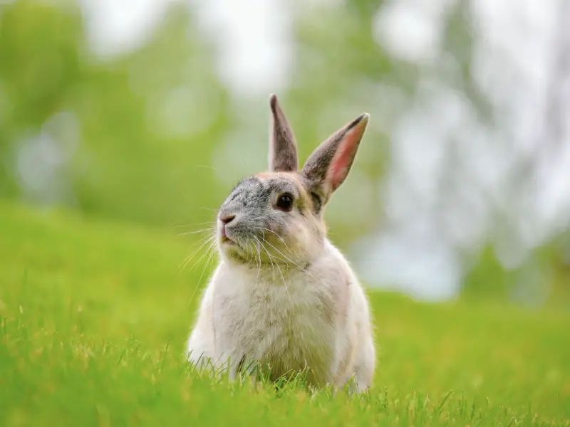 Do Rabbits Growl? Rabbit Guide 2024 - Rabbit Insider