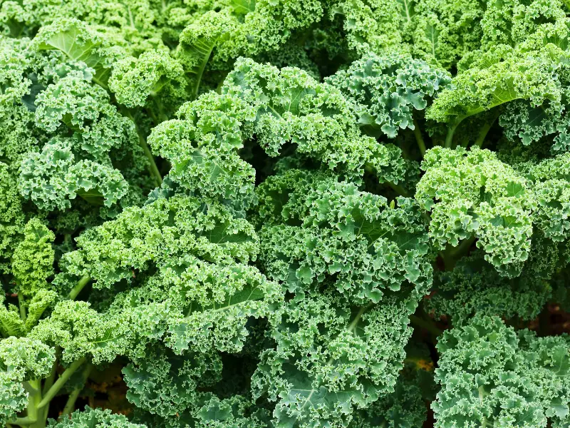 Benefits of Feeding Kale to Rabbits